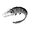 Mini-me – Krokodil - Bild 2