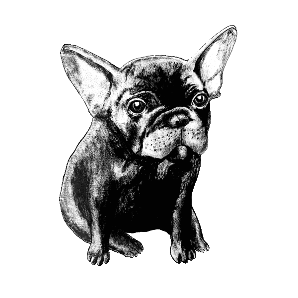 Mini-me – Frenchie - Bild 2